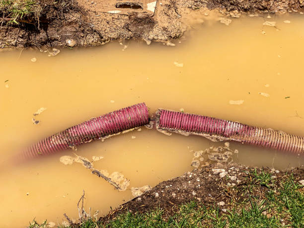 Best Basement water damage restoration  in Kitty Hawk, NC